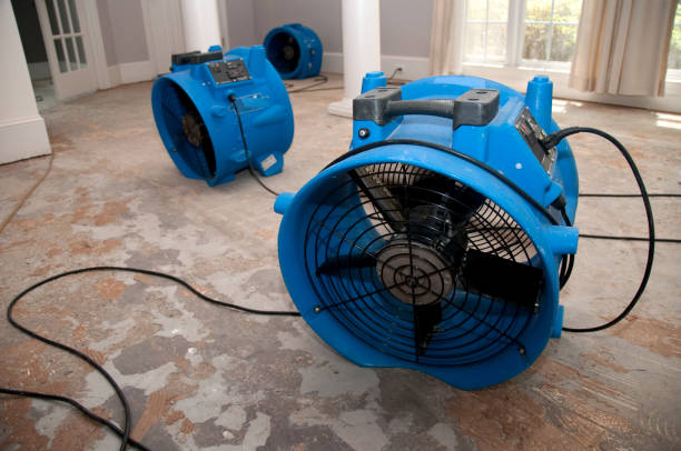 Best Mold removal after water damage  in Rutherford, PA